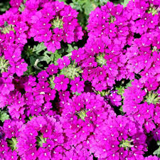 Verbena Flower Seeds Pink Perennial – Heirloom Non-GMO High Germination Organic Garden Seeds