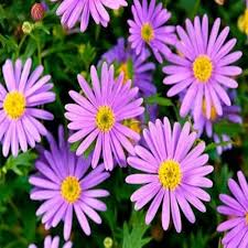 Violet Daisy Brachyscome Flower Seeds Heirloom Non-GMO High Germination Organic Garden Seeds