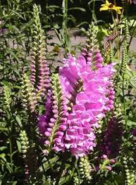 Pink Physostegia Flower Seeds – Heirloom Non-GMO High Germination Organic Garden Seeds for Planting