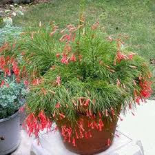 Red Equisetiformis Flower Seeds for Planting – Heirloom, Non-GMO, High Germination Organic Garden Seeds