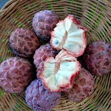 Purple Cherimoya (Sugar Apple) Fruit Seeds for Planting – Heirloom Non-GMO High Germination Organic Garden Seeds