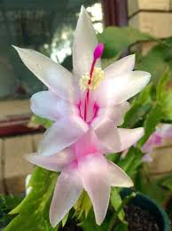 White Zygocactus Truncatus Flower Seeds – Heirloom Non-GMO High Germination Organic Garden Seeds