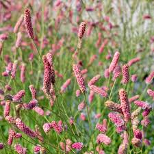 Pink Organic Sanguisorba Flower Seeds – Heirloom Non-GMO High Germination Organic Garden Seeds