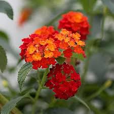 Mixed Lantana Flower Seeds – Heirloom Non-GMO High Germination Seeds