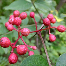 Semillas de Zanthoxylum Rojo Tradicionales No Modificadas Genéticamente de Alta Germinación Orgánicas para Jardín