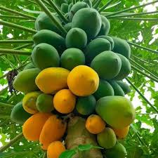 Purple Papaya Fruit Seeds – Heirloom Non-GMO High Germination Organic Garden Seeds for Planting Seeds for Planting