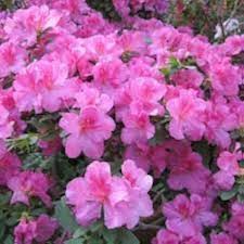 Violette Rhododendron Azaleen Blumensamen zum Pflanzen – Alte Sorte gentechnikfrei hohe Keimrate Bio Garten Samen