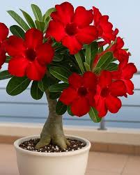 Red Adenium Obesum Flower Seeds – Heirloom, Non-GMO, High Germination Organic Garden Seeds for Planting