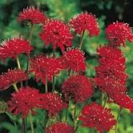 Semillas de flor Red Macedonica – Cimarrón, sin OGM, semillas de alta germinación