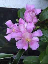 Pink Pereskia Flower Seeds – Heirloom Non-GMO High Germination Organic Garden Seeds for Planting