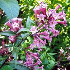 Pink Cestrum Nocturnum Flower Seeds Heirloom Non-GMO High Germination Organic Garden Seeds for Planting