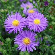 Violet Frikartii Flower Seeds – Heirloom, Non-GMO, High Germination Organic Garden Seeds for Planting