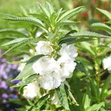 White Balsamina Flower Seeds – Heirloom, Non-GMO, High Germination Organic Garden Seeds for Planting