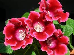 Gloxinia Red Color Flower Seeds – Heirloom Non-GMO High Germination Organic Garden Seeds for Planting
