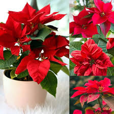 Poinsettia Flower Seeds Organic Heirloom Non-GMO High Germination Organic Garden Seeds for Planting