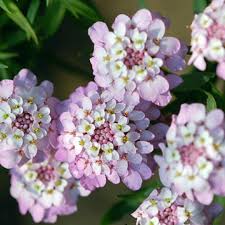 Lila Gibraltar Blumensamen – Historisch, gentechnikfrei, hochkeimende Bio-Gartensamen zum Pflanzen