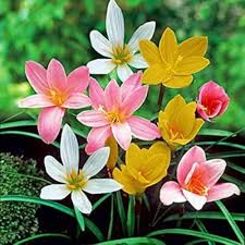 Mixed Zephyranthes Flower Seeds – Heirloom Non-GMO High Germination Organic Garden Seeds