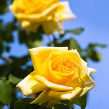 Yellow Rose Seeds for Planting – Heirloom Non-GMO High Germination Organic Garden Seeds