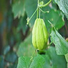 Green Chayote Vegetable Seeds – Heirloom, Non-GMO, High Germination Organic Garden Seeds
