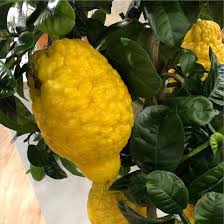 Citron Seeds Yellow – Heirloom, Non-GMO, High Germination Organic Garden Seeds for Planting