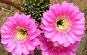 Pink Echinocereus Flower Seeds Heirloom Non-GMO High Germination Organic Garden Seeds for Planting