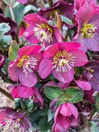 Helleborus Flower Seeds Pink – Heirloom, Non-GMO High Germination Seeds for Planting | Organic Garden Seeds