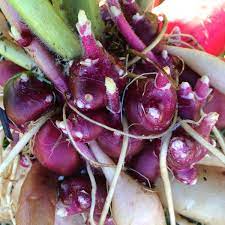 Late Red Yacon Seeds for Planting – Heirloom, Non-GMO Organic Garden Seeds, High Germination