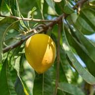 Lucuma Nervosa Seeds Yellow Heirloom Non-GMO High Germination Organic Garden Seeds for Planting