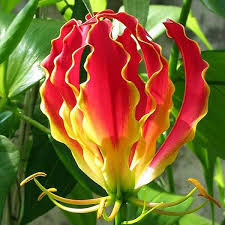 Red Yellow Gloriosa Flower Seeds for Planting – Heirloom Non-GMO High Germination Organic Garden Seeds