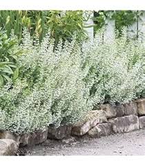 Green Calamintha Nepeta Plant Seeds Heirloom Non-GMO High Germination Organic Garden Seeds for Planting