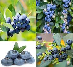 Blueberry Fruit Seeds for Planting – Delicious Berry Harvests Heirloom Non-GMO Organic Garden Seeds High Germination Seeds for Planting Seeds for Planting