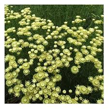 Santolina Etrusca Flower Seeds Green – Heirloom Non-GMO High Germination Organic Garden Seeds