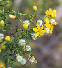 Yellow Larrea Tridentata Flower Seeds – Heirloom Non-GMO High Germination Organic Seeds