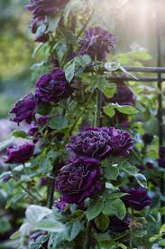 Black Climbing Rose Flower Seeds for Planting – Heirloom Non-GMO High Germination Organic Garden Seeds