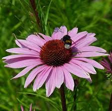 Pink Echinacea Flower Seeds – Heirloom, Non-GMO, High Germination Seeds for Planting