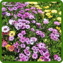 Mixed Daisy Osteospermum Flower Seeds – Heirloom Non-GMO High Germination Seeds