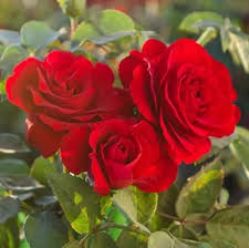 Rose Petal Seeds Red for Planting – Heirloom, Non-GMO, High Germination Organic Garden Seeds