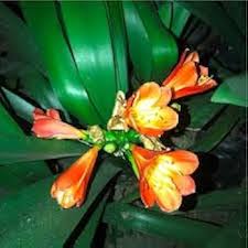Perennial Clivia Flower Seeds for Planting – Heirloom Non-GMO High Germination Organic Seeds