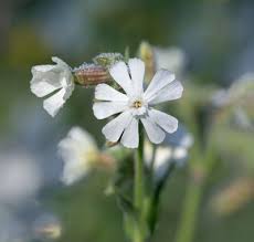 White Lychnis Flower Seeds Heirloom Non-GMO High Germination Organic Garden Seeds for Planting