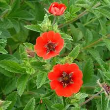 Red Cinquefoil Flower Seeds – Heirloom, Non-GMO, High Germination Organic Garden Seeds for Planting