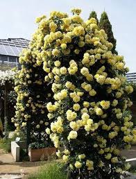 Yellow Climbing Zephirine Flower Seeds – Heirloom Non-GMO High Germination Organic Garden Seeds