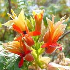 Red Melianthus Comosus Flower Seeds – Heirloom, Non-GMO, High Germination Organic Garden Seeds for Planting