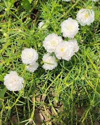 White Moss Rose Flower Seeds for Planting – Heirloom Non-GMO High Germination Organic Garden Seeds