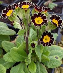 Black Primula Flower Seeds for Planting – Heirloom Non-GMO High Germination Organic Garden Seeds