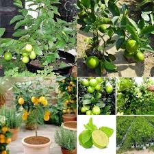 Lemon Tree Seeds for Planting – Fragrant Citrus Fruits Heirloom Non-GMO High Germination Organic Garden Seeds for Home Garden