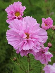 Senetti Flower Seeds 90cs Pink for Planting – Heirloom, Non-GMO, High Germination Organic Garden Seeds