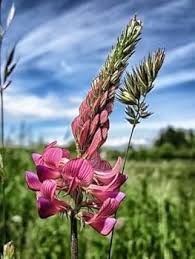 Viciifolia Flower Seeds – Heirloom Non-GMO High Germination Organic Garden Seeds