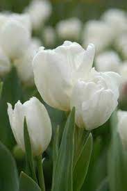 Tulpenblumensamen Weiß – Alte Sorte, gentechnikfrei, keimstark, Bio-Gartensamen