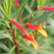 Red Yellow Lobelia Laxiflora Flower Seeds for Planting – Heirloom Non-GMO High Germination Organic Garden Seeds