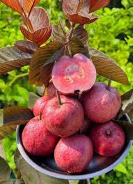 Red Guava Seeds – Heirloom, Non-GMO, High Germination Organic Garden Seeds for Planting